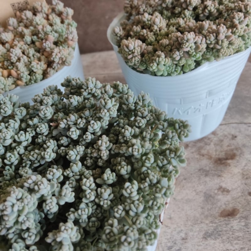 セダム ダシフィルム | とげとげハウス