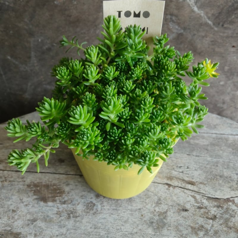 セダム モリムラマンネングサ | とげとげハウス