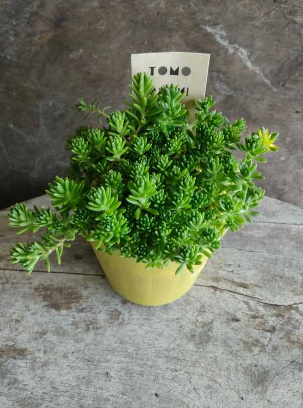 セダム モリムラマンネングサ | とげとげハウス