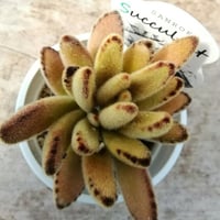 カランコエ　ゴールデンラビット