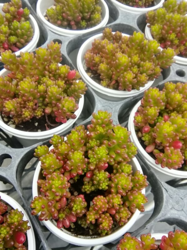 ☆セダム レッドベリーのかたまり☆1ケース fit=scale-down,w=1200