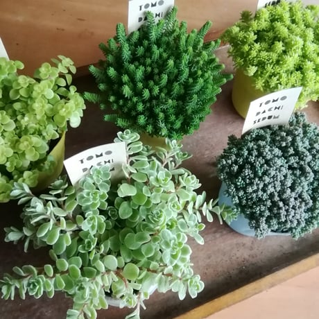 ともだちセダム　5個セット