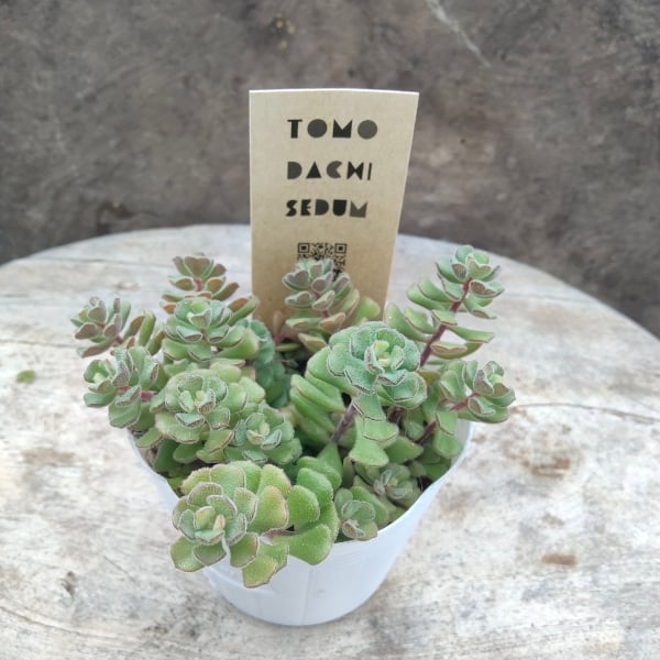 多肉植物♡セダム♡スプリングワンダーカット苗 fit=scale-down,w=1200