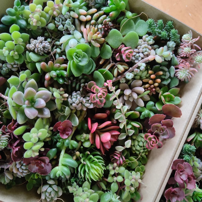 専用‼︎多肉植物^o^  大きめスヨンカット苗セット 楽天市場】生産者直送！多肉カット苗（15個）とセダム1苗 寄せ