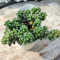 セダム　玉蓮