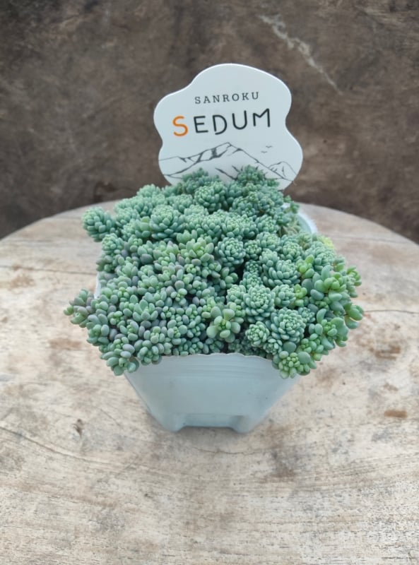 多肉植物 紫と緑のグラデーション 複数株*6 セダム属 多肉植物 紫と緑