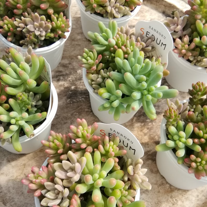 SANROKU多肉ミックス | とげとげハウス