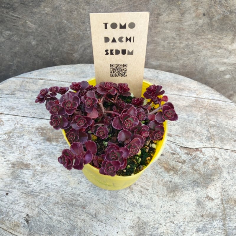 セダム ドラゴンズブラッド | とげとげハウス