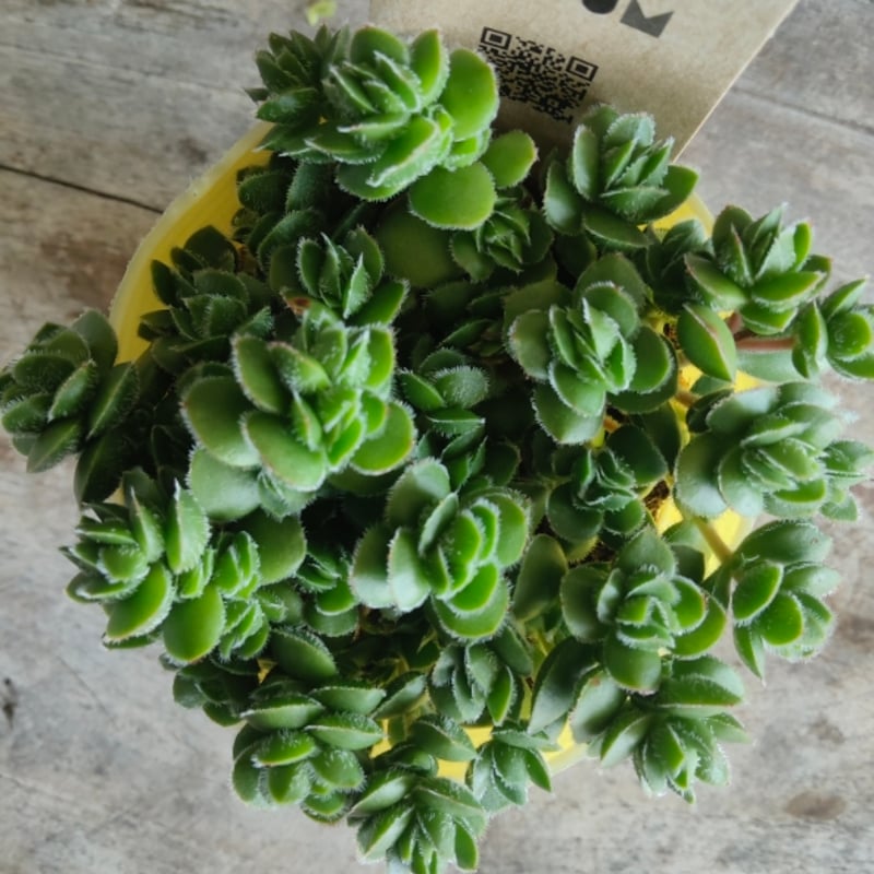 クラッスラ デイビット | とげとげハウス