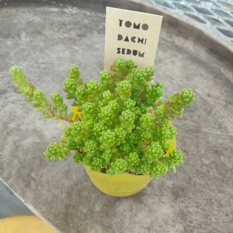 セダム　タイトゴメ