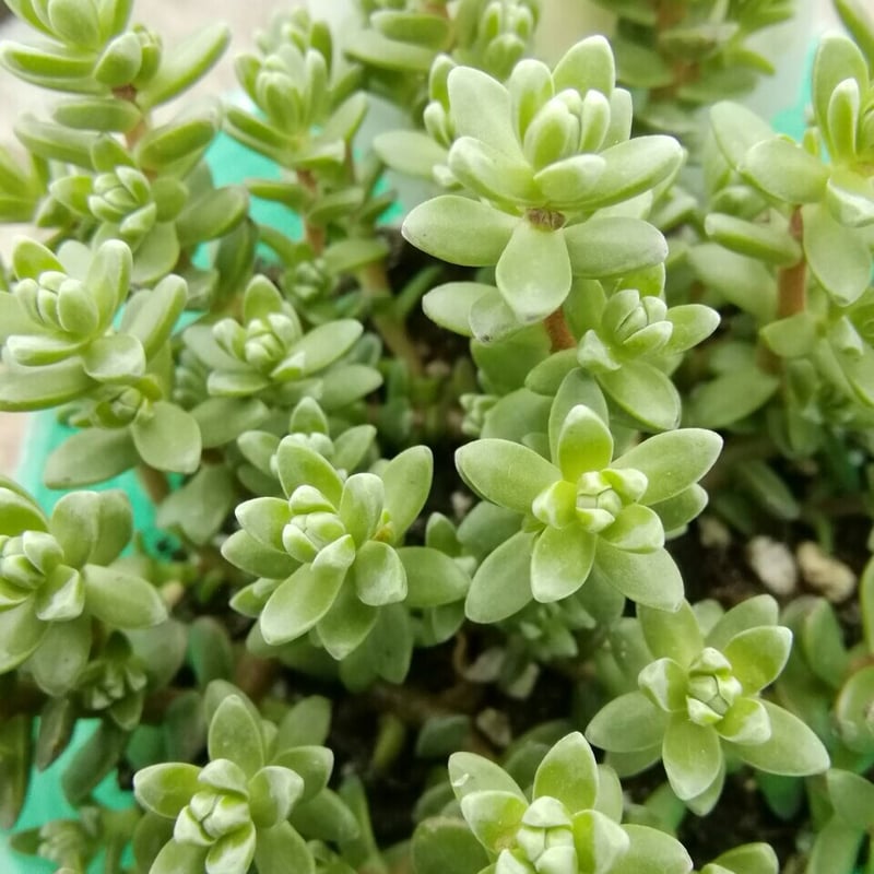 セダム 粉雪 | とげとげハウス