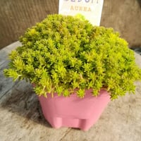 セダム　斑入りホソバオウゴン(緑斑)