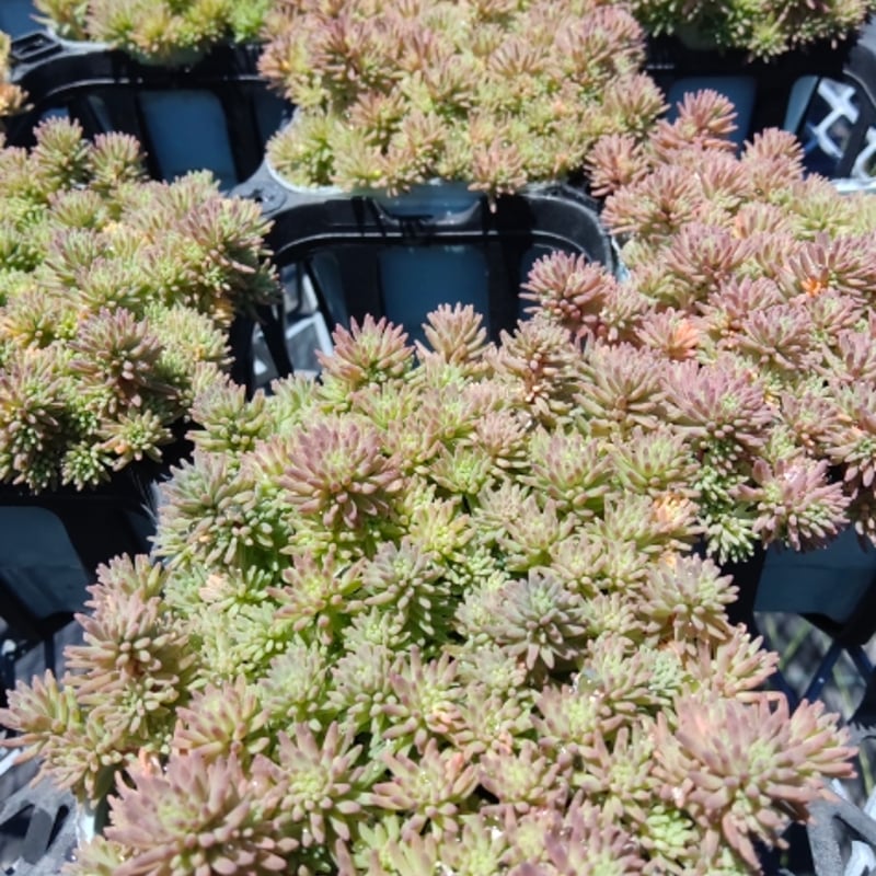 セダム 斑入りパリダム | とげとげハウス