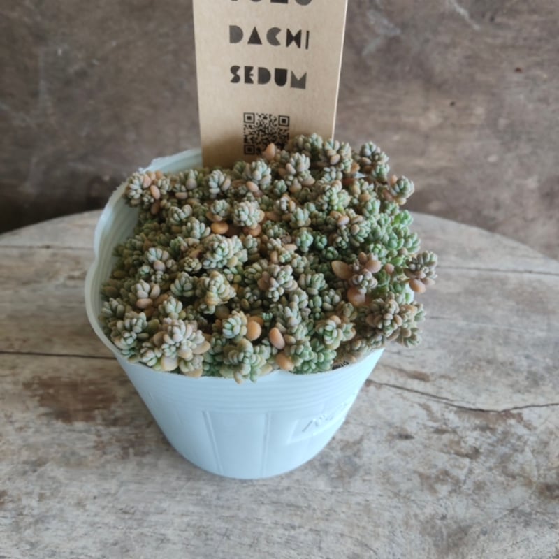 ①くすみカラーダシフィルム❤①現品2個セット 即購入OK ポットごと発送 セダム ダシフィルム | とげとげハウス