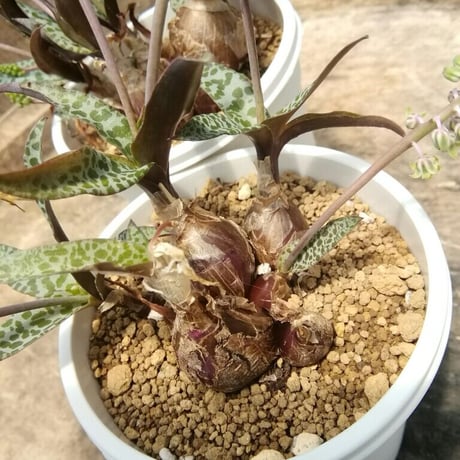 レデボウリア　豹紋