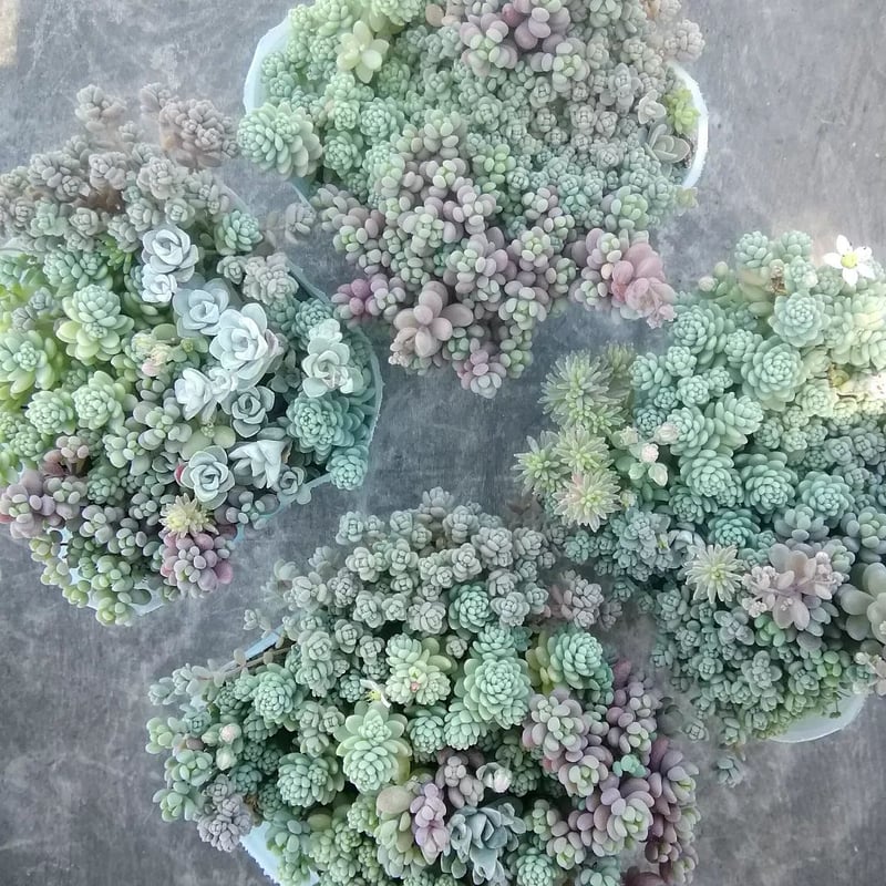 エケベリア・セダム hgcpdmiracle 楽天市場】多肉植物 hm