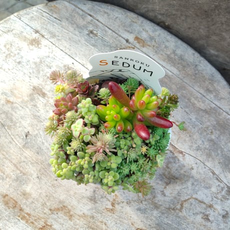 CATEGORY その他 | とげとげハウス