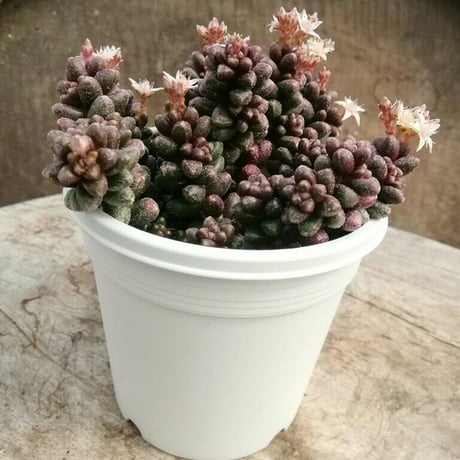 セダム　玉蓮