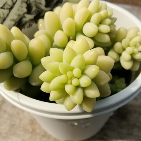 セダム　ビアホップ