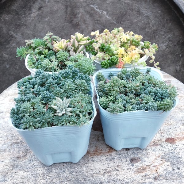 お買い得！ セダム 2号ポット 40個セット 多肉植物 セダム 2号ポット 40個