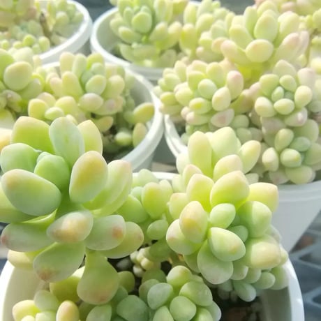 セダム　天使の雫