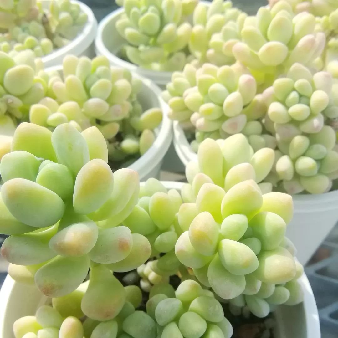 多肉植物 天使の雫／トレレアシー カット苗 7個 多肉植物 トレレアシー