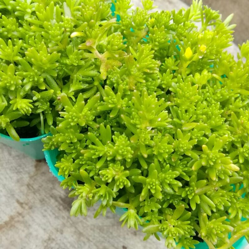 セダム モリムラマンネングサ | とげとげハウス