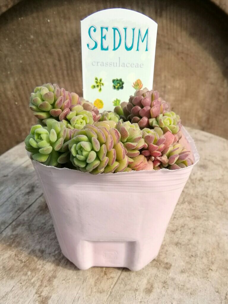 セダム スプリングワンダー | とげとげハウス