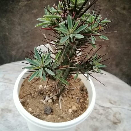 ユーフォルビア　紅彩ロリカ