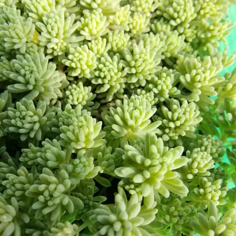 セダム 斑入りパリダム | とげとげハウス