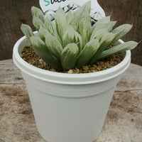 ハオルチア　ミルキークラウド