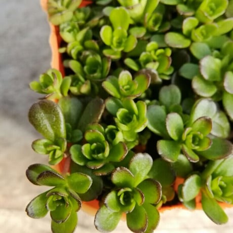 セダム　サルサヴェルデ