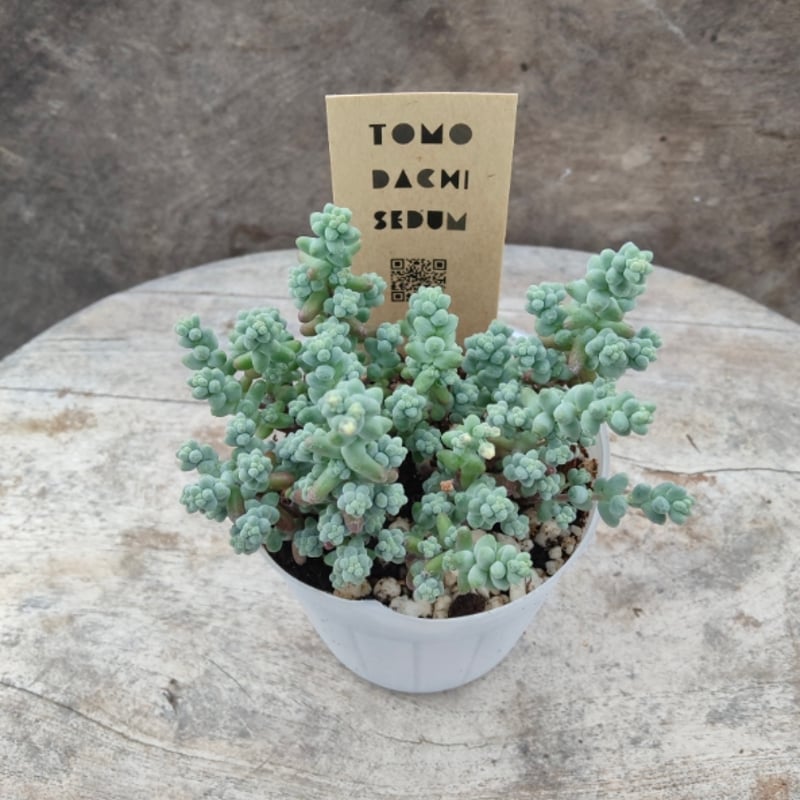 セダム ブレビフォリウム | とげとげハウス