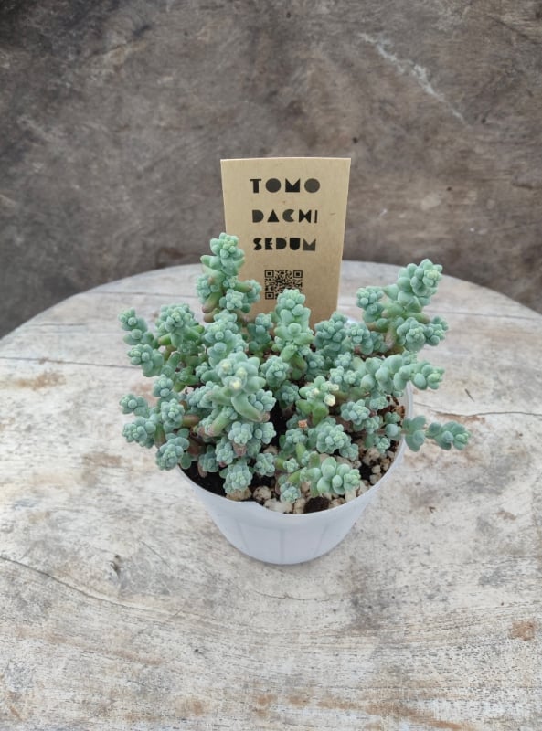 ☆ご確認用☆木立性ブレビフォリウム セダム ブレビフォリウム（木立性） : にじはなPlants - 通販