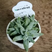 パキフィツム　グラウクム