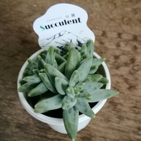 パキフィツム　グラウクム