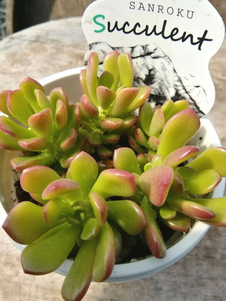 多肉植物 セダム ジョイスタロック錦 7.5cmポット苗 図太く 多肉植物 セダム ジョイスタロック錦 7.5cmポット苗 図太く