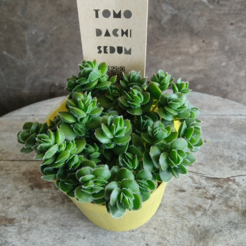 多肉植物　ディビット　① 多肉植物 ディビット ① デイビット