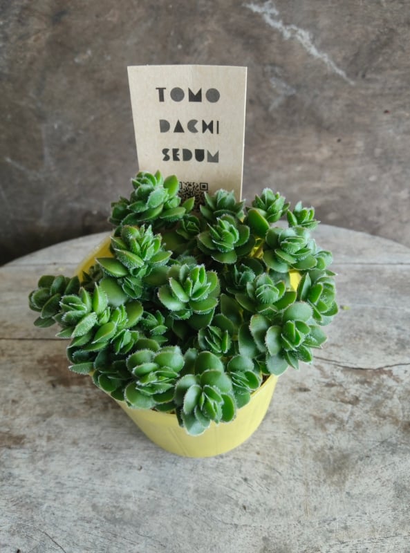 クラッスラ デイビット | とげとげハウス