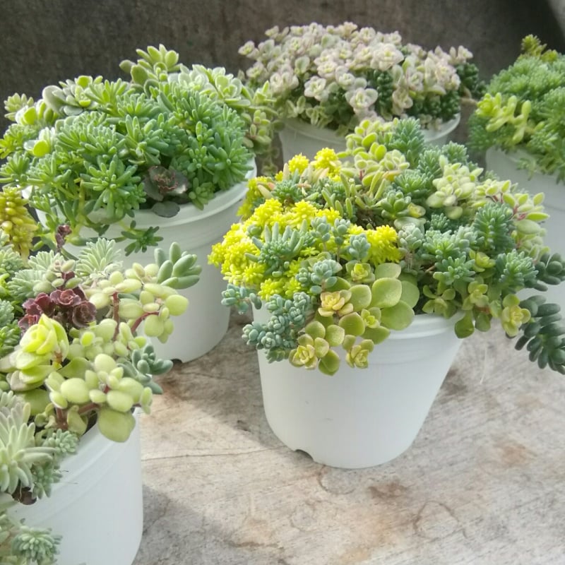 MIXセダムセット | とげとげハウス