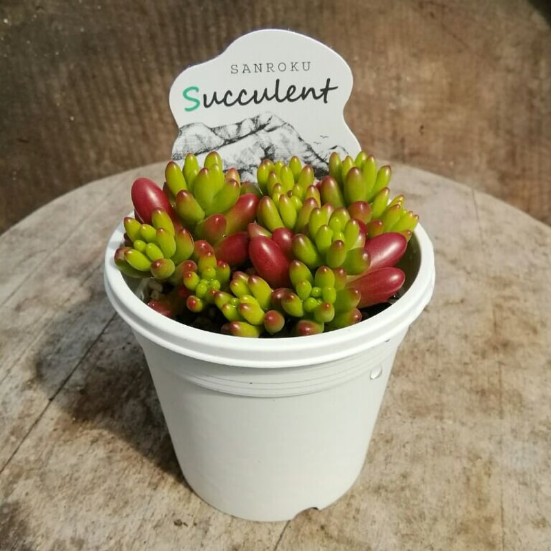 セダム 虹の玉 | とげとげハウス