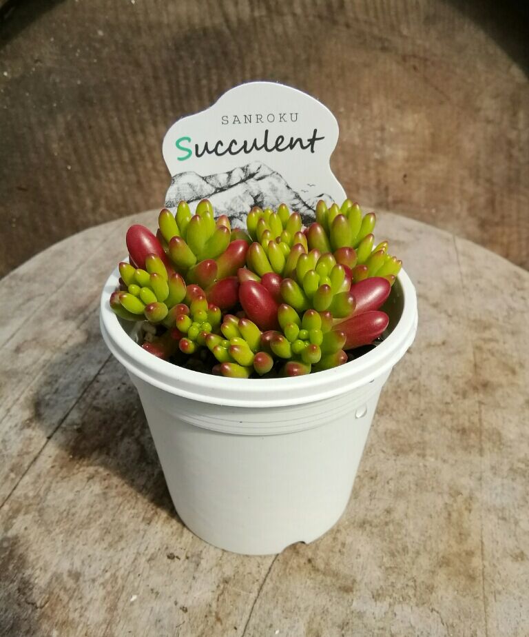 セダム 虹の玉 | とげとげハウス