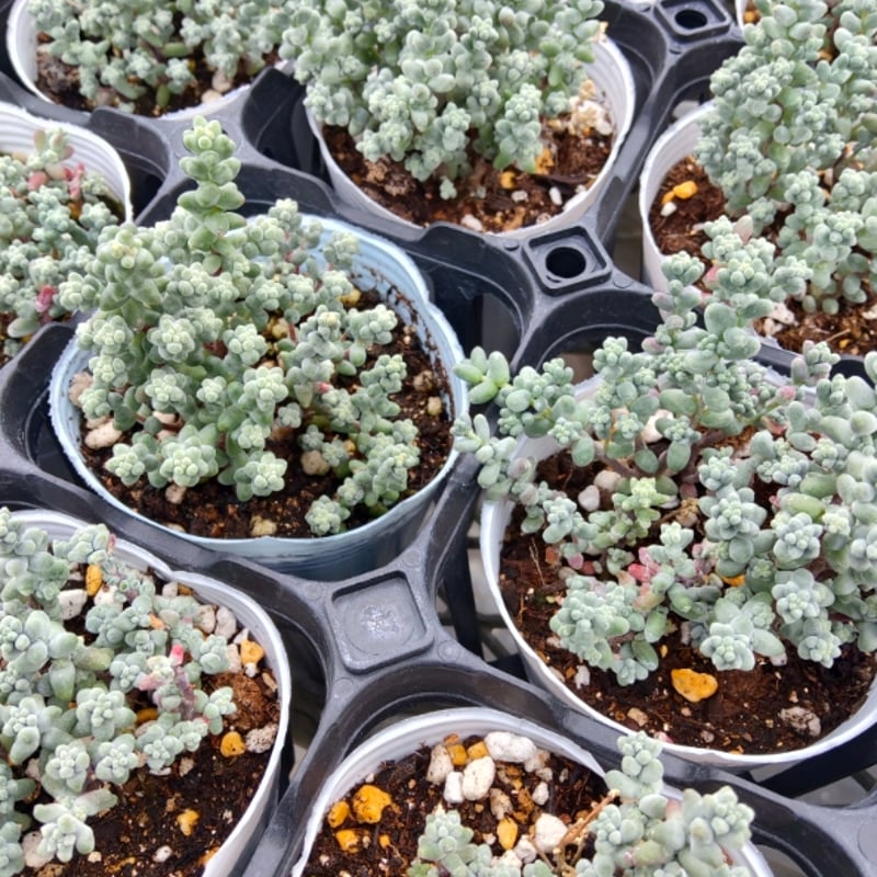 セダム ブレビフォリウム | とげとげハウス