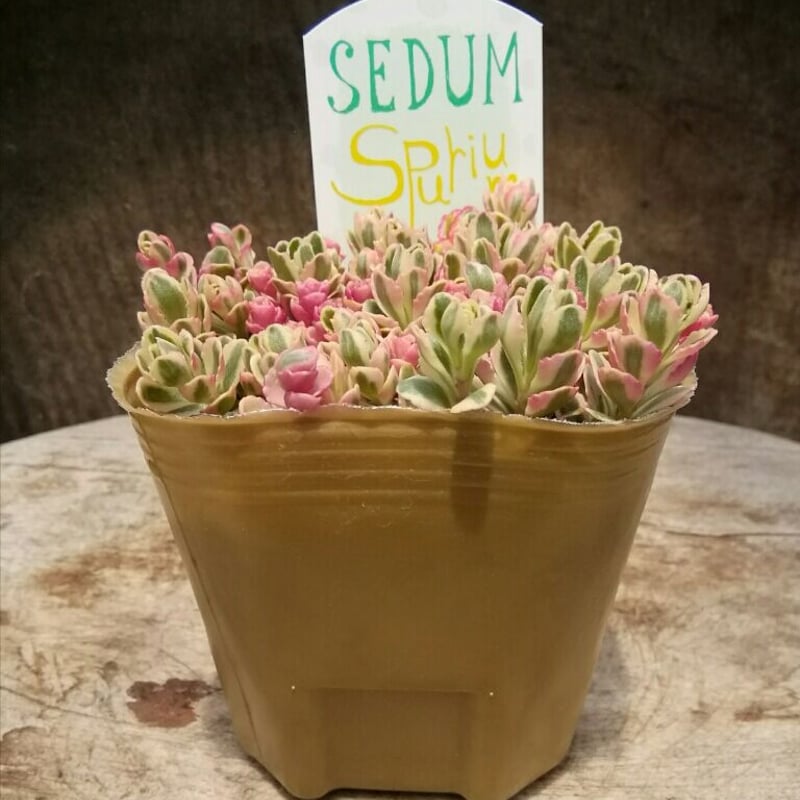 セダム トリカラー | とげとげハウス