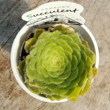アエオニウム　明鏡