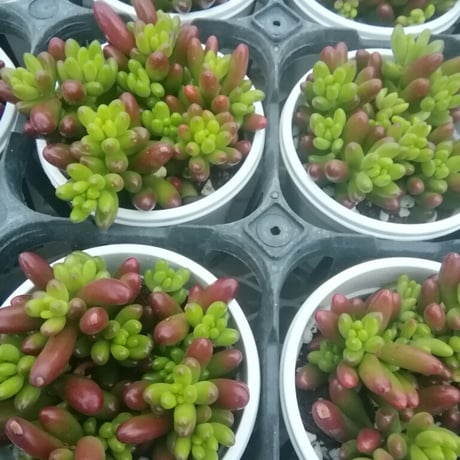 セダム　虹の玉