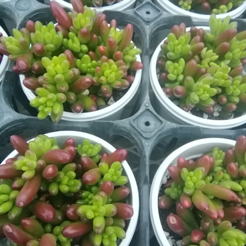 セダム 虹の玉 | とげとげハウス