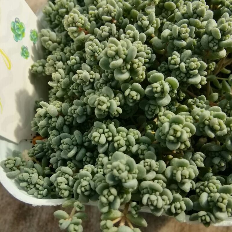 セダム ダシフィルム | とげとげハウス