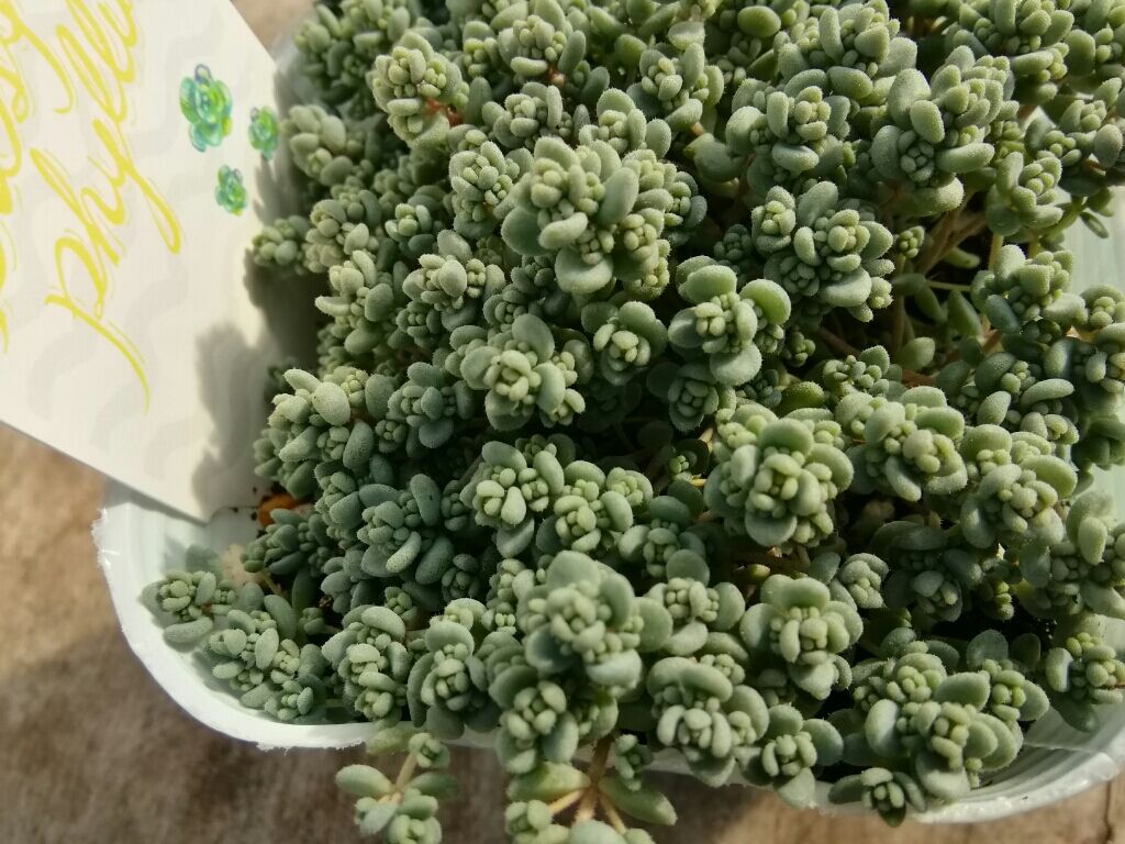 ①くすみカラーダシフィルム❤①現品2個セット 即購入OK ポットごと発送 セダム ダシフィルム | とげとげハウス