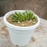 ハオルチア　グリーン玉扇